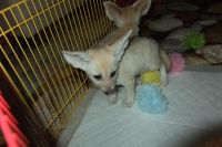 Fennec Fox Animals for sale in Phoenix, AZ, USA. price: $550