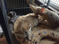 Fennec Fox Animals for sale in Los Angeles, CA, USA. price: $1,200