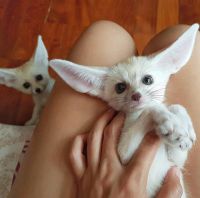 Fennec Fox Animals for sale in Ohio City, Cleveland, OH, USA. price: $860