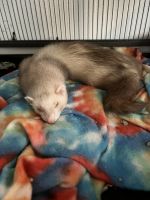 Ferret Animals for sale in Spruce Pine, NC 28777, USA. price: $500