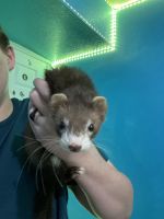 Ferret Animals for sale in Fort Myers, FL 33905, USA. price: $55