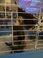 Ferret Animals for sale in Hopkinsville, KY, USA. price: $300