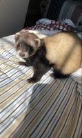 Ferret Animals for sale in St Cloud, MN, USA. price: $150