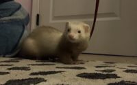 Ferret Animals for sale in North Wales, PA 19454, USA. price: $200