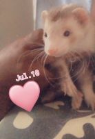 Ferret Animals for sale in Indianapolis, IN, USA. price: $200