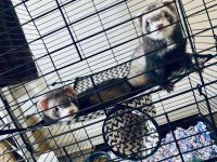 Ferret Animals for sale in Wilkes-Barre, PA, USA. price: $350