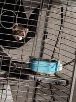 Ferret Animals for sale in Kissimmee, FL 34747, USA. price: $500