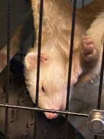 Ferret Animals for sale in St Paul, MN, USA. price: $250