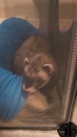 Ferret Animals for sale in Orem, UT, USA. price: $500
