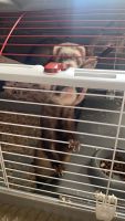 Ferret Animals for sale in Kissimmee, FL, USA. price: $450