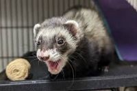 Ferret Animals for sale in Uniondale, NY 11553, USA. price: NA