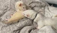 Ferret Animals for sale in Kensington, Maryland. price: NA