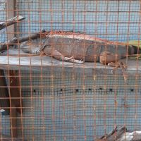 Fiji Iguana Reptiles for sale in Atlantic Beach, FL 32233, USA. price: $200