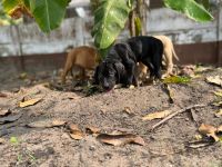 Fila Brasileiro Puppies Photos