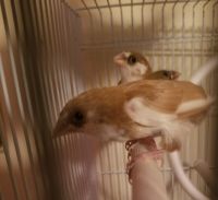 Finch Birds for sale in Guthrie, OK, USA. price: $30