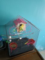 Finch Birds for sale in Ahmedabad, Gujarat, India. price: 4000 INR