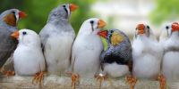 Finch Birds Photos