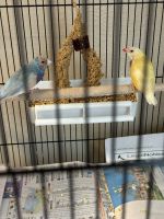 Finch Birds for sale in Winter Park, FL, USA. price: $200
