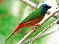 Finch Birds for sale in San Diego, CA, USA. price: $1,100