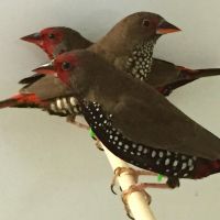 Finch Birds for sale in San Diego, CA, USA. price: $140