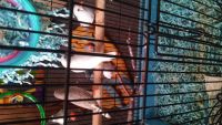 Finch Birds for sale in Akron, OH, USA. price: $50