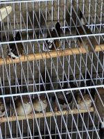 Finch Birds for sale in Chicago, IL, USA. price: $20