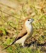 Finch Birds for sale in Chicago, IL, USA. price: $50