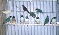 Finch Birds for sale in Miami, FL, USA. price: $90