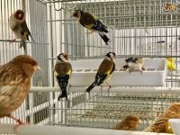 Finch Birds for sale in Los Angeles, CA, USA. price: $150