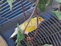 Finch Birds for sale in North Canton, OH, USA. price: $100