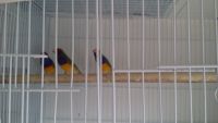 Finch Birds for sale in Sterling, VA, USA. price: $85
