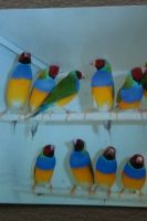 Finch Birds Photos
