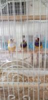 Finch Birds for sale in Houston, TX 77094, USA. price: $180