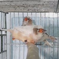 Finch Birds for sale in Florida City, FL, USA. price: $600