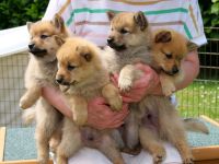 Finnish Spitz Puppies Photos