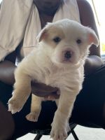 Finnish Spitz Puppies for sale in Oldsmar, FL 34677, USA. price: $1,000