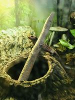 Fire Skink Reptiles for sale in Fremont, CA, USA. price: $30