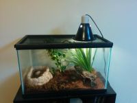 Firebelly Toad Amphibians for sale in Memphis, TN, USA. price: $100