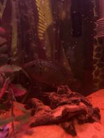Firemouth Cichlid Fishes for sale in Victoria, TX, USA. price: $95