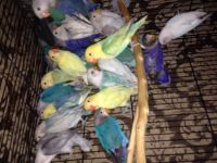 Fischer's Turaco Birds for sale in Burbank, CA, USA. price: $100