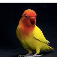 Fischer's Turaco Birds for sale in Tempe, AZ, USA. price: $60