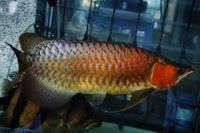 Silver arowana Fishes for sale in New Haven, CT, USA. price: $300