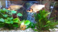 Flagfish Fishes for sale in San Jose, CA, USA. price: $45