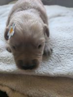Flat-Coated Retriever Puppies for sale in Ramona, California. price: $1,500