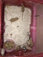 Flat-Haired Mouse Rodents for sale in Chicago, IL, USA. price: $5