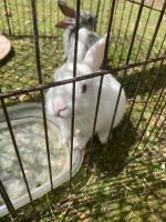 Flemish Giant Rabbits for sale in Surrey, BC, Canada. price: $50
