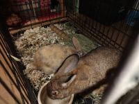 Flemish Giant Rabbits for sale in Florissant, MO, USA. price: $30