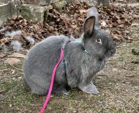Flemish Giant Rabbits for sale in Catonsville, Maryland. price: $50