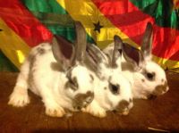 Flemish Giant Rabbits for sale in Bridgeport, CT, USA. price: $25