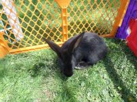 Flemish Giant Rabbits for sale in Duncan Falls, OH 43734, USA. price: $35